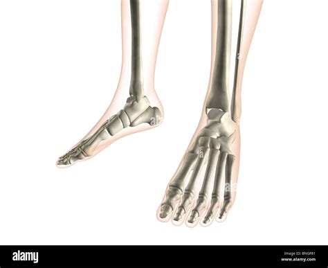 X-ray view of foot bones Stock Photo - Alamy