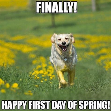 First Day Of Spring 2020 Memes In 2020 First Day Of Spring Spring Memes