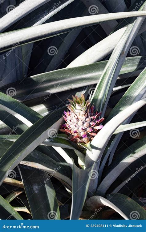 Large Pineapple Plantation. Costa Rica Stock Image - Image of ...