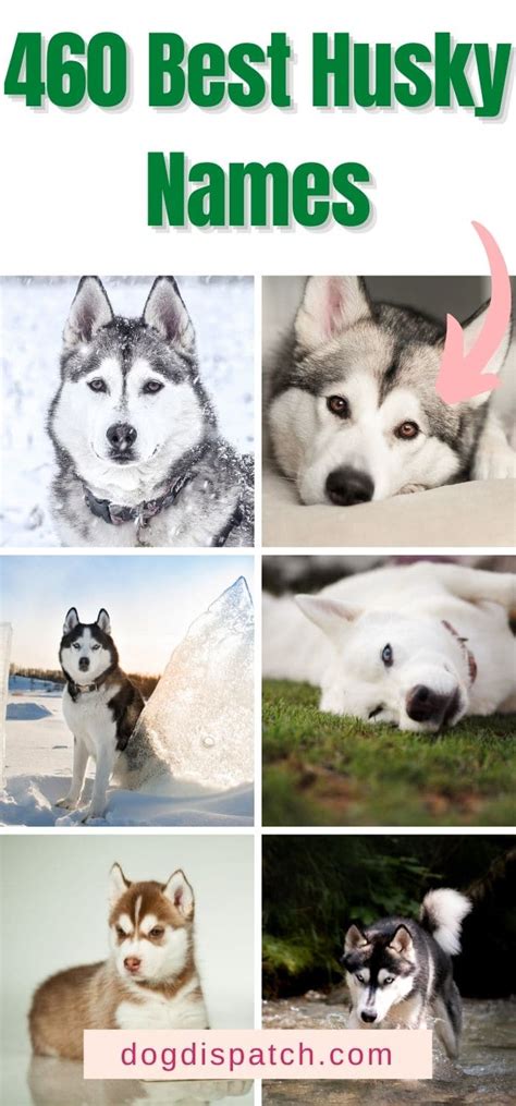 460 Best Husky Names (Categorized) - Dog Dispatch