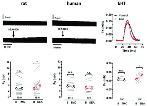 Force Measurements In Rat Ventricle Human Ventricle And Eht Up