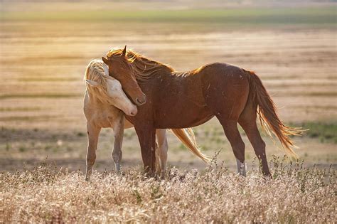 Horse Love Photograph by Michael Ash