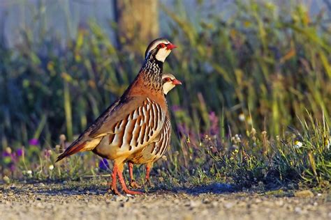 Frühling in den Dehesas der spanischen Extremadura und im Süden