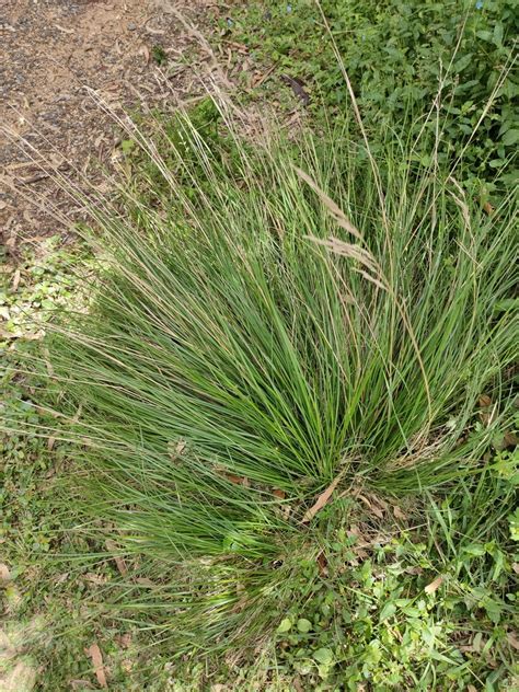 Grasses From Bunya Mountains Qld Australia On March At