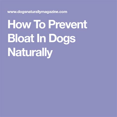 Bloat In Dogs Symptoms Treatment And Prevention Prevention Dog