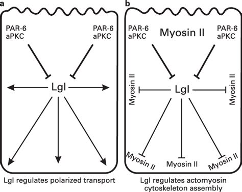 Two Models Of Lgl Function In The Maintenance Of Cell Polarity A Lgl