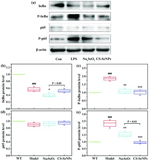 Cs Senps And Na 2 Seo 3 Suppressed Lps Induced Activation Of Nf κb