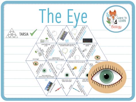 The Eye Tarsia Ks Teaching Resources