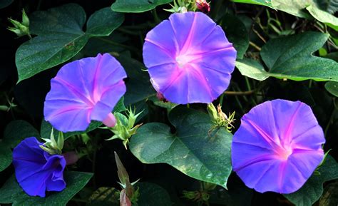 Morning Glory 2 Blue Dawn Flower Flickr