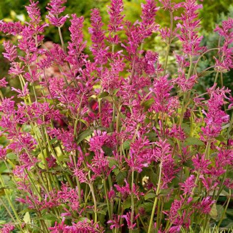 Seminte De Isop Agastache Cana Heather Queen Rose