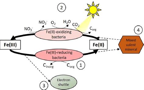 Schematic Overview Of Microbial Iron Transformations In The