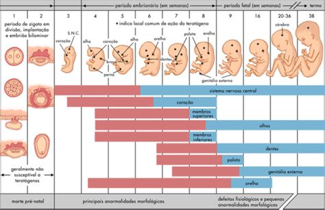 Nome Do Período No Qual Se Desenvolve O Feto - Compreendendo as Fases do Desenvolvimento Fetal e Esclarecendo Mitos ...
