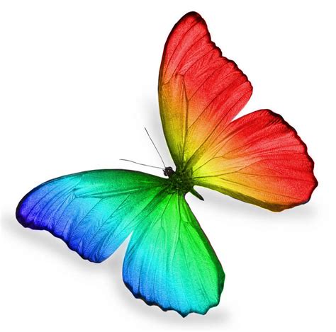 Rainbow Butterfly by ImpureElegance on DeviantArt