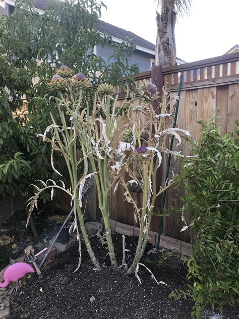 I’ve had my fill of artichokes this season. Now what? I had so many