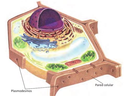 Paredes Celulares Vegetal Y Fungal