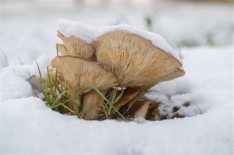 Bildet Tre Natur Skog Gress Sn Kald Vinter Hvit Blad Blomst