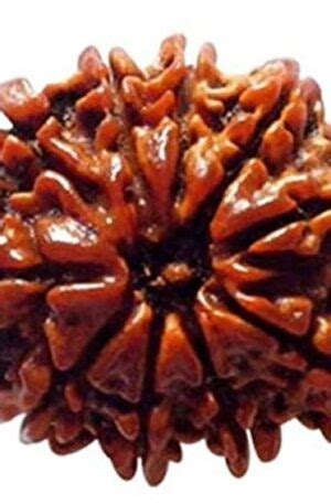 Divya Shakti 100 Original Nine Face Rudraksha Pendant 9 Mukhi