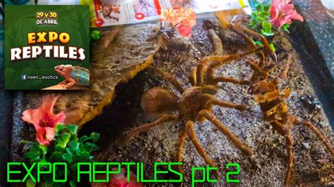 Expo Reptiles Pt Peces Betta Tarantulas Alimento Para Reptiles