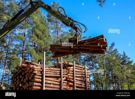 Crane In Forest Loading Logs In The Truck Timber Harvesting And