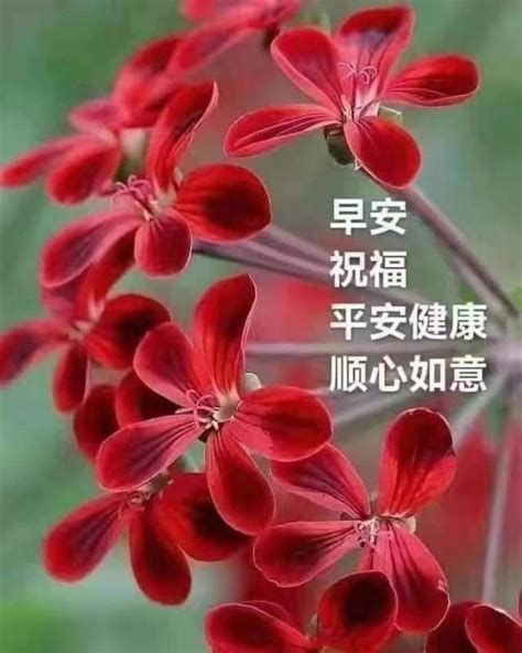 Pin By Gina On Chinese Quotes Morning Greeting Morning Messages