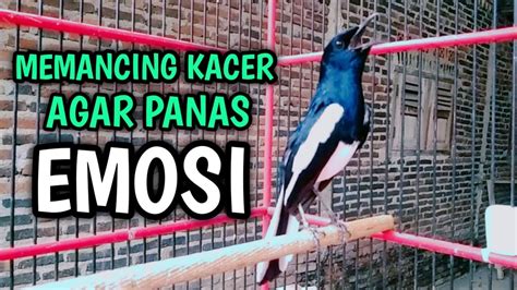 MEMANCING KACER AGAR PANAS EMOSI MUDAH GACOR DAN KONSLET PANCINGAN