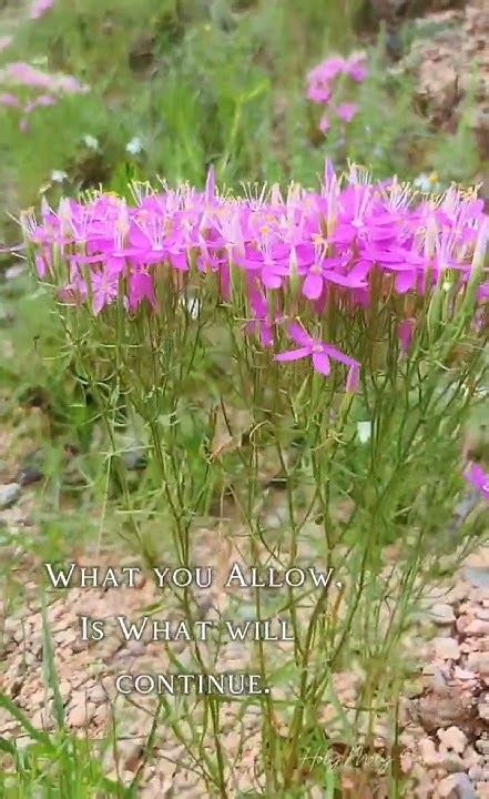 countie stay strong youtube