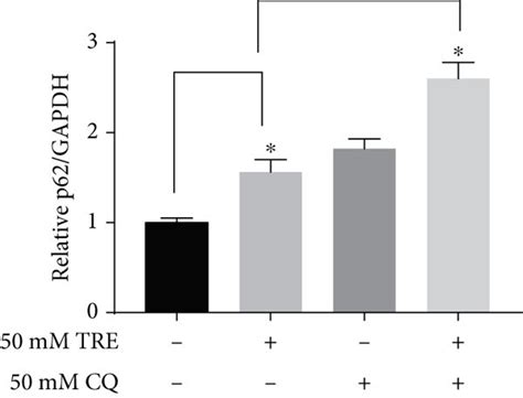 Effect Of Trehalose On P Mrna And Protein Expression Levels And P