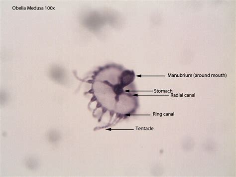 Class Hydrozoa (The hydroids) - Dr. Peat's Biology Page