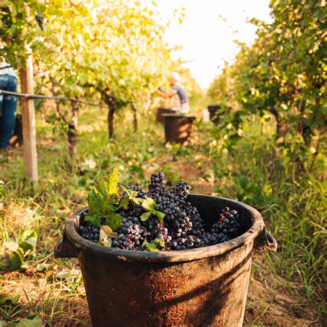 Ontdek De Betoverende Puglia Wijnen Proef De Authentieke Italiaanse