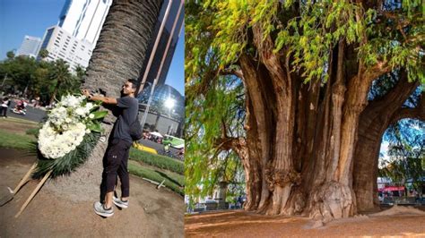 Ahuehuete Es El árbol Ganador Que Será Plantado En La Glorieta De La