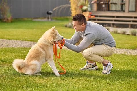 The Art Of Effective Dog Training: Choosing The Right Tools