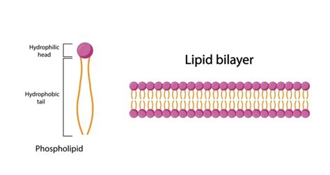 18,485 Cell Membrane Royalty-Free Photos and Stock Images | Shutterstock