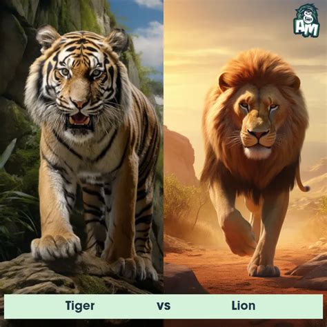 Bengal Tiger vs African Lion: See Who Wins | Animal Matchup