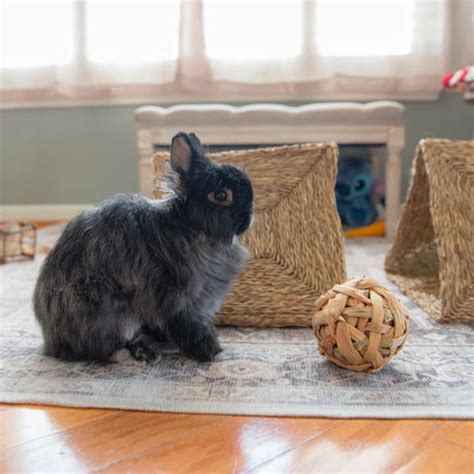 Rabbit Care Essentials: A Beginner's Guide to Caring for Your Rabbit