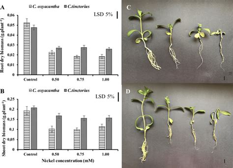 Effects Of Nickel Toxicity On Dry Biomass Of Roots A And Shoot B Of