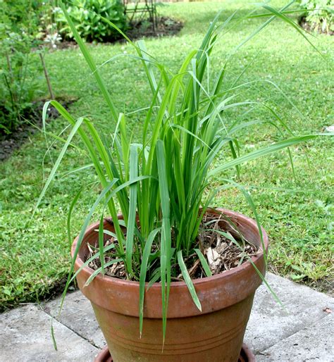 Citronnelle Planter Et Cultiver Ooreka