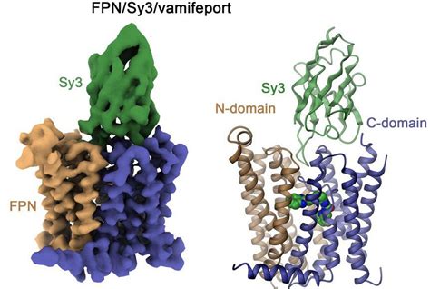 Linkster Therapeutics on LinkedIn: Structures of ferroportin in complex ...