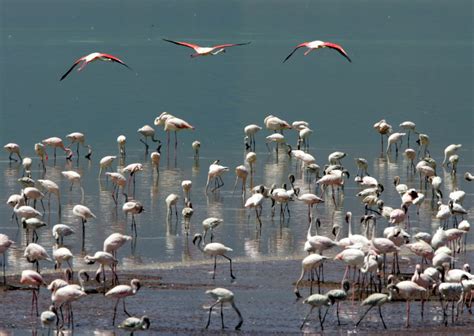 African Migratory Birds Threatened By Hotter Drier Conditions PBS News