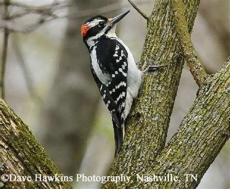 Hairy Woodpecker State Of Tennessee Wildlife Resources Agency