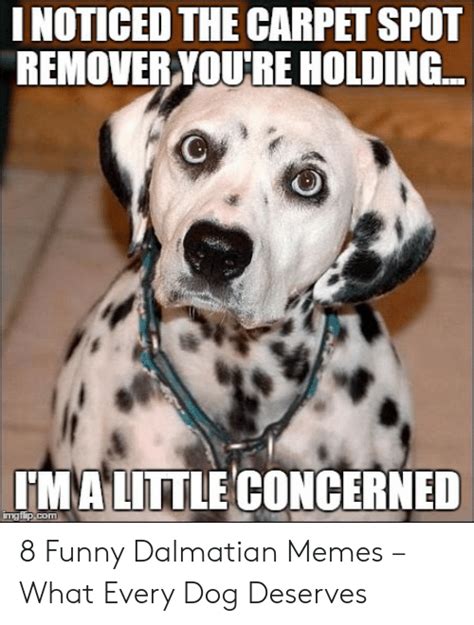 🦅 25 Best Memes About Funny Dalmatian Funny Dalmatian Memes