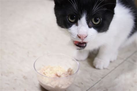 7 Best Wet Foods for Kittens