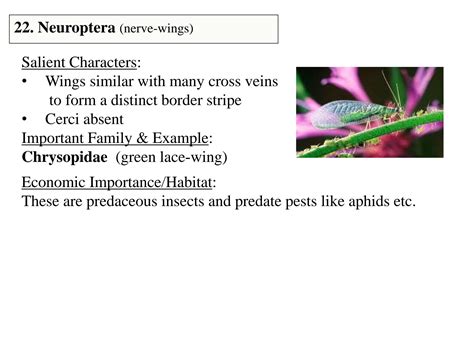 SOLUTION: Insect, endopterygota, silent characters and importance and ...