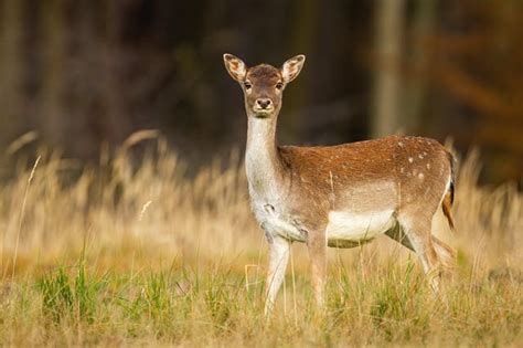 What Is A Female Deer Called 3 Common Names World Deer