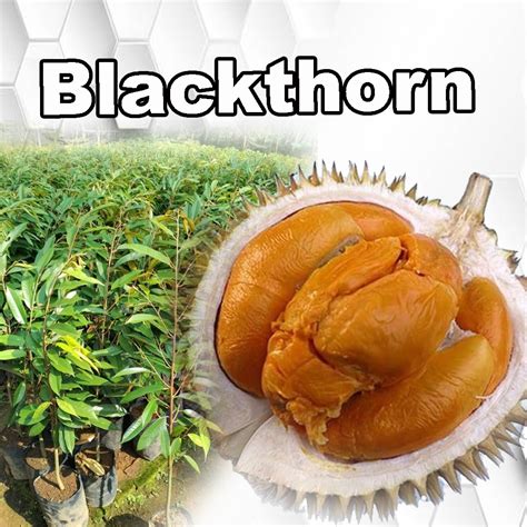 Jual Bibit Durian Blackthorn Ochee Duri Hitam Distributor Bibit