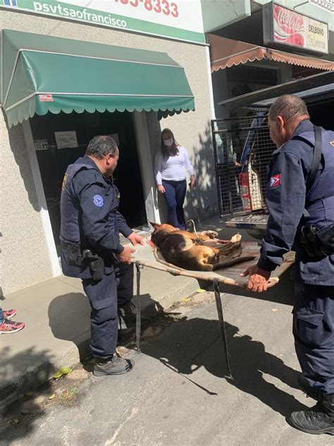 Homem é preso suspeito de matar cachorro a pauladas para se vingar da