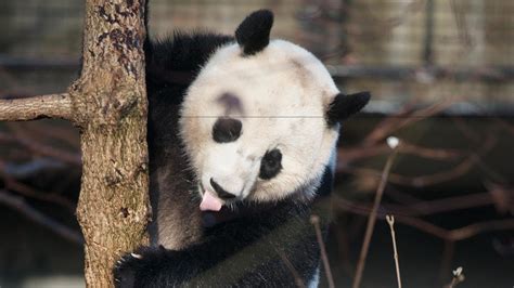 Smithsonian National Zoo Panda Cam Youtube