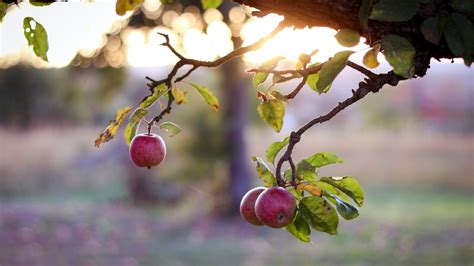 Can I Prune An Apple Tree In Spring About Tree