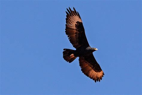 Namibia Namibia Dsc Verauxs Eagle Bottom Bonnie Flamer