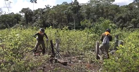 Per Inicia La Erradicaci N De Cultivos Ilegales De Hoja De Coca En El