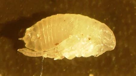 Aprenda identificar ovos de pulgas